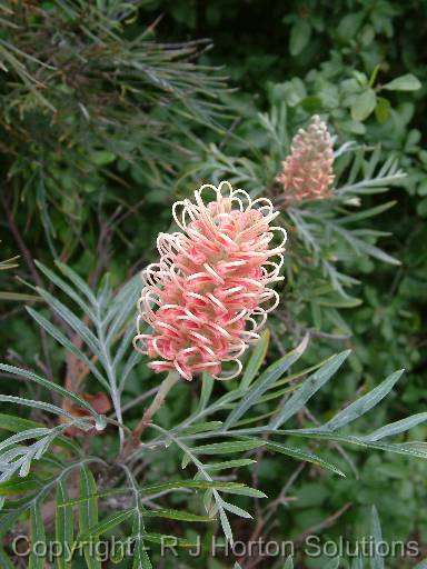 Grevillea Pink 